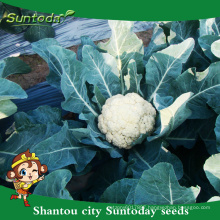 Suntoday White vegetable hs code cocauliflower Brassica oleracea Brassicaceae cauliflower vegetable harvester seeds(A41001)